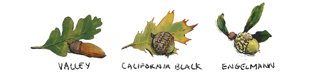 Illustrations of several different nuts belonging to several of California's native plants.